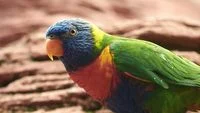 Keajaiban Pulau Buru: Burung Nuri Dahi Biru yang Hilang Hampir Seabad Akhirnya Terlihat Kembali