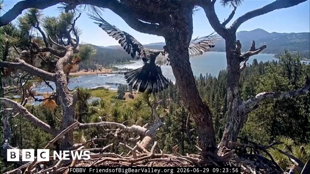 Momen Bersejarah di California: Elang Botak Muda Luna Terbang Perdana, Disaksikan Ribuan Penonton Global