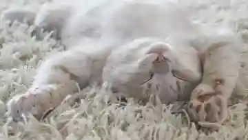 Lebih dari Sekadar Mengeong, Ini Bahasa Cinta Kucing yang Wajib Anda Pahami