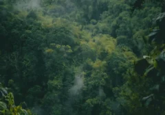 Mengapa 'The Legend of Tarzan' Kembali Viral di Netflix Indonesia 2026?