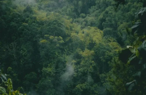 Mengapa 'The Legend of Tarzan' Kembali Viral di Netflix Indonesia 2026?