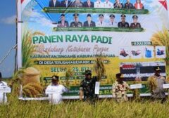 Lahan 25 Ribu Hektare Jadi Saksi Panen Raya Padi Kalteng, Jaga Ketahanan Pangan Nasional