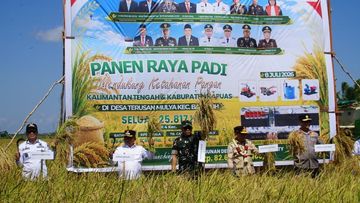 Lahan 25 Ribu Hektare Jadi Saksi Panen Raya Padi Kalteng, Jaga Ketahanan Pangan Nasional