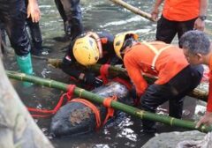 Geger di Blitar: Bom Perang 100 Kg Muncul dari Sungai, Tim Jihandak Turun Tangan