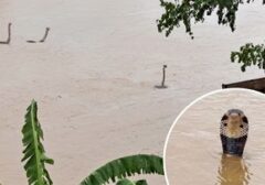 Kengerian di Tengah Banjir China: Kobra Liar Muncul, Satu Tewas Akibat Gigitan