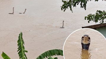 Kengerian di Tengah Banjir China: Kobra Liar Muncul, Satu Tewas Akibat Gigitan
