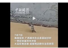 Banjir Dahsyat China: Ratusan Ular Termasuk Kobra Mengancam Warga Pasca Topan Maysak