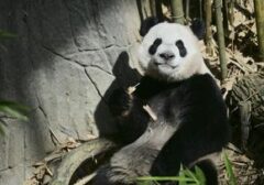 Panda Pergi, Shirahama Bangkitkan Pesona Alam dan Satwa Lokal Sebagai Primadona Wisata