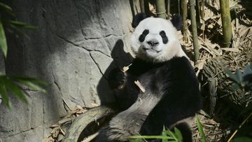 Panda Pergi, Shirahama Bangkitkan Pesona Alam dan Satwa Lokal Sebagai Primadona Wisata