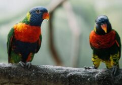 Keajaiban dari Timur: Burung Langka yang Hilang 100 Tahun Ditemukan Kembali di Indonesia