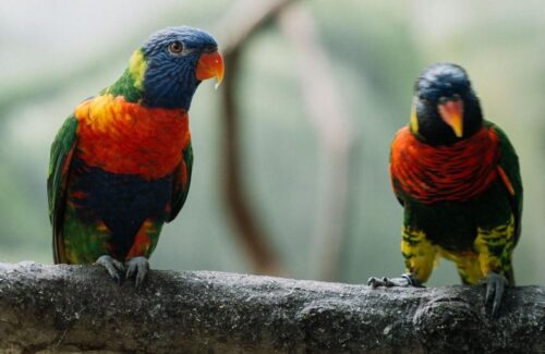 Keajaiban dari Timur: Burung Langka yang Hilang 100 Tahun Ditemukan Kembali di Indonesia