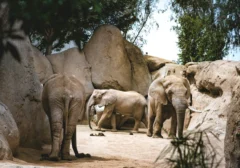 Momen Dramatis: Bocah Perempuan Terperosok ke Kandang Gajah, Ayah Bertindak Sigap Selamatkan Nyawa