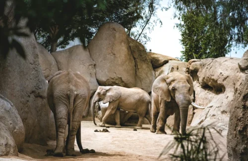 Momen Dramatis: Bocah Perempuan Terperosok ke Kandang Gajah, Ayah Bertindak Sigap Selamatkan Nyawa