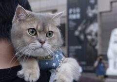 Mengungkap Rahasia Si Meong: 5 Bahasa Ekor Kucing yang Wajib Dikuasai Pemilik