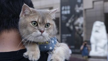 Mengungkap Rahasia Si Meong: 5 Bahasa Ekor Kucing yang Wajib Dikuasai Pemilik