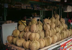 Bikin Malu! Komplotan Pencuri Durian Diarak Warga Sambil Bawa Barang Bukti, Aksi Viral 2026