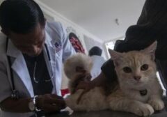 Kabar Gembira Pemilik Hewan Peliharaan: Mobil Klinik Hewan Keliling Hadir di Jakarta, Cek Fasilitas dan Tarifnya!