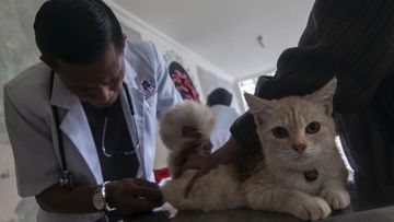 Kabar Gembira Pemilik Hewan Peliharaan: Mobil Klinik Hewan Keliling Hadir di Jakarta, Cek Fasilitas dan Tarifnya!