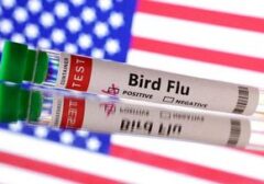 Ancaman Mengerikan: Filipina Berjuang Melawan Wabah Flu Burung H5N1 yang Mengintai Unggas Lokal