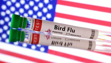 Ancaman Mengerikan: Filipina Berjuang Melawan Wabah Flu Burung H5N1 yang Mengintai Unggas Lokal