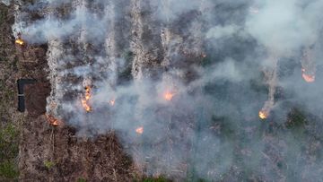Waspada! Sumsel Dilanda 306 Kebakaran Hutan dan Lahan Hingga Juli 2026, PALI Paling Rawan