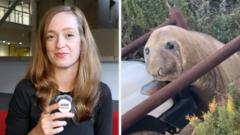 Neil Si Anjing Laut Gajah Bikin Geger Australia, Aksi Viral Curi Perhatian Dunia