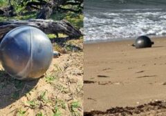 Kehebohan di Australia: Bola Misterius di Pantai Terkuak Asal Usulnya dari Luar Angkasa!