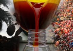 Biodiesel B50 Jegal Harga CPO Dunia: Indonesia Lepas dari Bayang-bayang Pelemahan