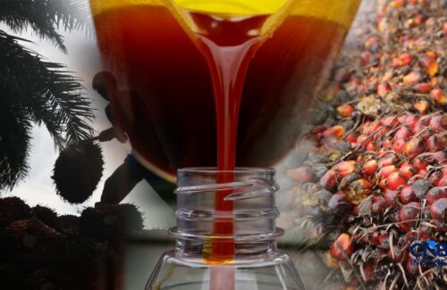 Biodiesel B50 Jegal Harga CPO Dunia: Indonesia Lepas dari Bayang-bayang Pelemahan
