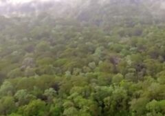 Terapi Alam: Mengapa Hutan Ampuh Atasi Stres dan Jaga Kesehatan Mental Anda