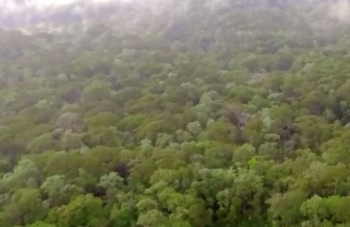 Terapi Alam: Mengapa Hutan Ampuh Atasi Stres dan Jaga Kesehatan Mental Anda