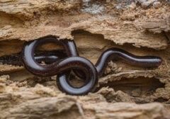 Keajaiban Alam: Ular Unik Ini Berkembang Biak Tanpa Jantan, Seluruhnya Betina!