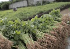 Bukan Hanya Pisang, 5 Sumber Magnesium Super Ini Wajib Anda Tahu!