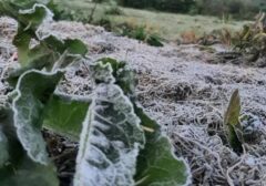 Dieng Beku Akibat Embun Upas, Suhu Terjun Bebas ke -6°C Ancam Pertanian Warga