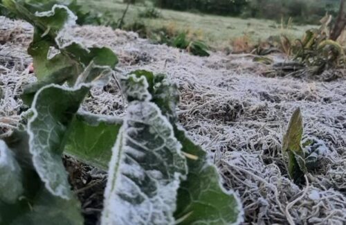 Dieng Beku Akibat Embun Upas, Suhu Terjun Bebas ke -6°C Ancam Pertanian Warga