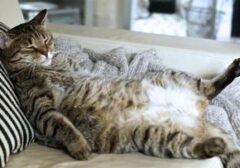 Rahasia di Balik Posisi Tidur Kucing: Kenali Pesan Tersembunyi Si Meong