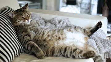 Rahasia di Balik Posisi Tidur Kucing: Kenali Pesan Tersembunyi Si Meong
