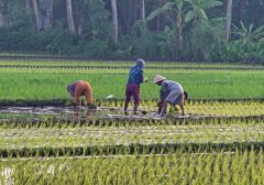 Program Kartu Prakerja di Tengah Lautan Bansos: Update Terbaru dan Nasibnya