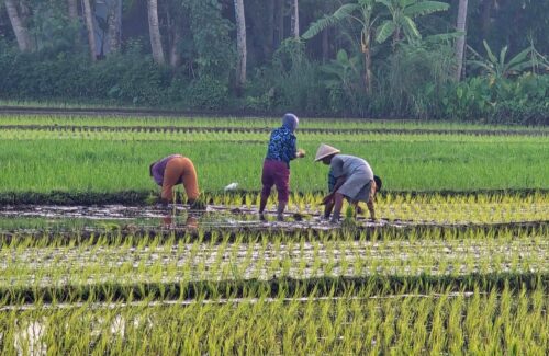 Program Kartu Prakerja di Tengah Lautan Bansos: Update Terbaru dan Nasibnya