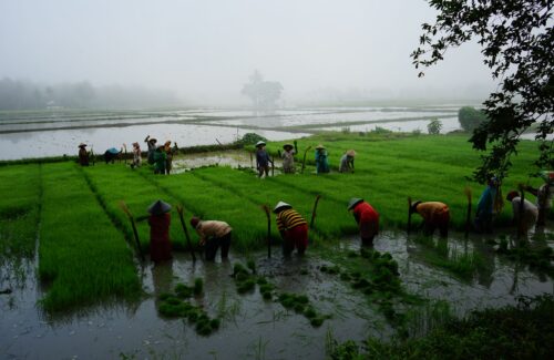 Sentuhan Teknologi: Bagaimana Bantuan Alat Pertanian Mengubah Nasib Petani Miskin dan Panen Mereka