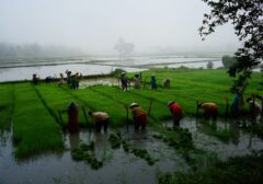 Strategi Jitu Perluasan Kepesertaan BPJS Ketenagakerjaan bagi Nelayan dan Petani