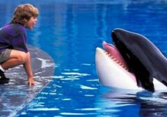 Kisah Kebebasan Orca Klasik Hidup Kembali: Free Willy Siap Di-reboot dengan Sentuhan Baru