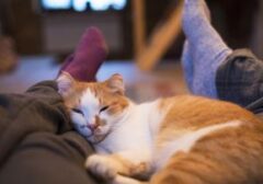Terkuak! Misteri Kucing 'Mengendus Wajah' Saat Anda Lelap Ternyata Punya Alasan Ilmiah