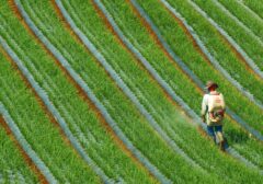 Analisis Risiko Kecelakaan Kerja di Sektor Pertanian dan Urgensi Kepesertaan JKK