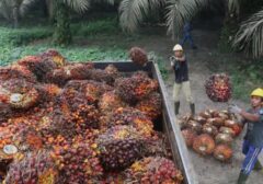 Febrie Adriansyah Tersangka: Audit Tata Kelola Sawit Sitaan Negara Mendesak