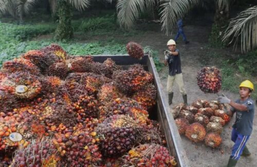 Febrie Adriansyah Tersangka: Audit Tata Kelola Sawit Sitaan Negara Mendesak