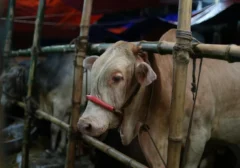 Andrew Susanto Tebar Kebaikan Idul Adha: 55 Hewan Kurban untuk Jakarta dan Jabar, Kebahagiaan Berbagi Jadi Prioritas