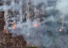 Api Mengamuk di Gunung Gombak Ponorogo: 15 Hektare Hutan Ludes Terbakar, Tim Gabungan Berjibaku Padamkan Api