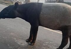 Perburuan Pelaku Penyembelih Tapir Mesuji Berlanjut, Dua Tersangka Masih Misterius