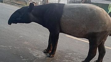 Perburuan Pelaku Penyembelih Tapir Mesuji Berlanjut, Dua Tersangka Masih Misterius